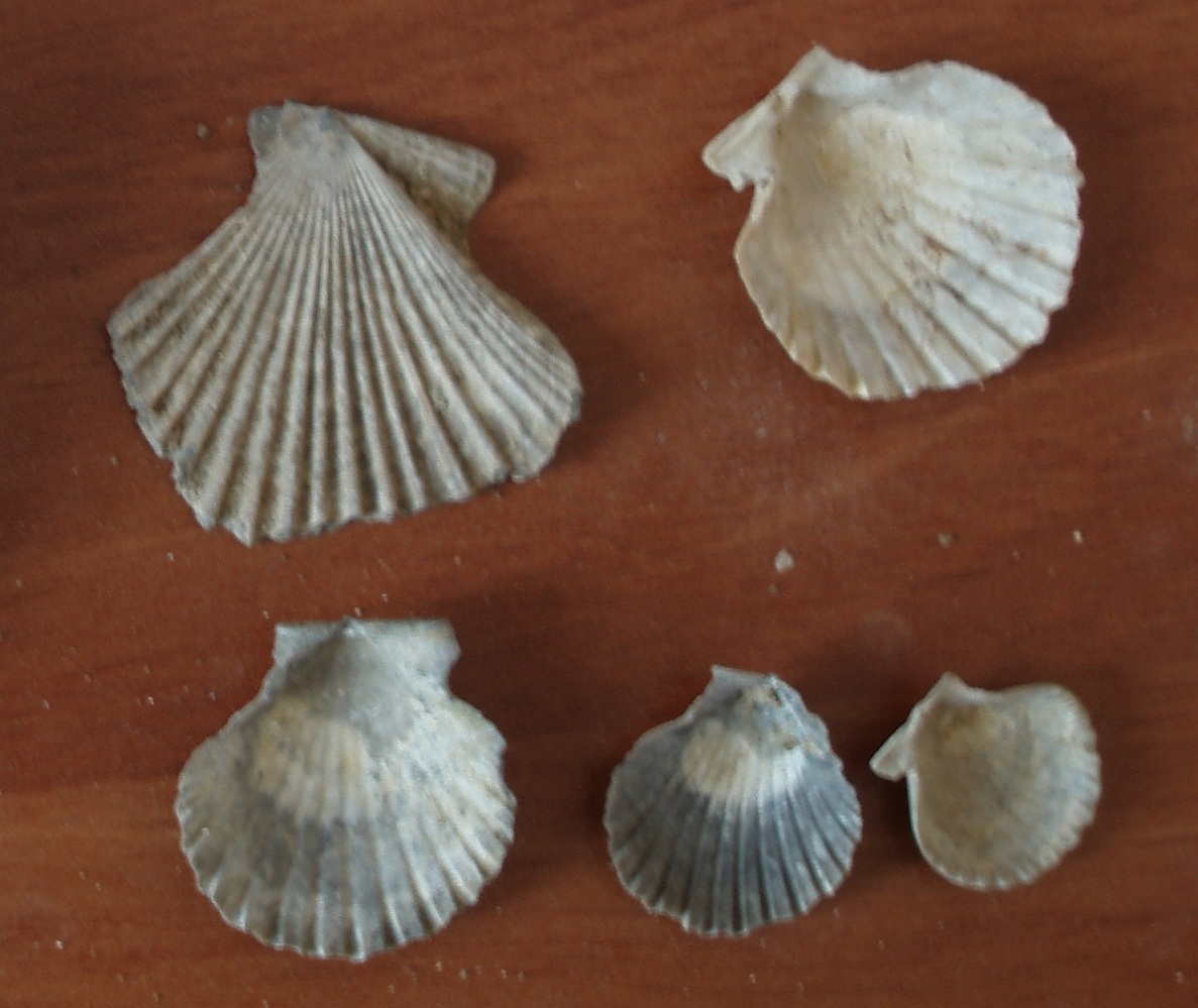 Aequipecten opercularis ?